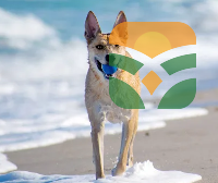 The Joyful Dog