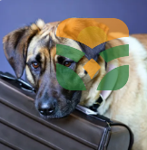 The Mighty Dog