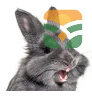 BLACK RABBIT OF LIGHT