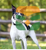 The Noble Guardian