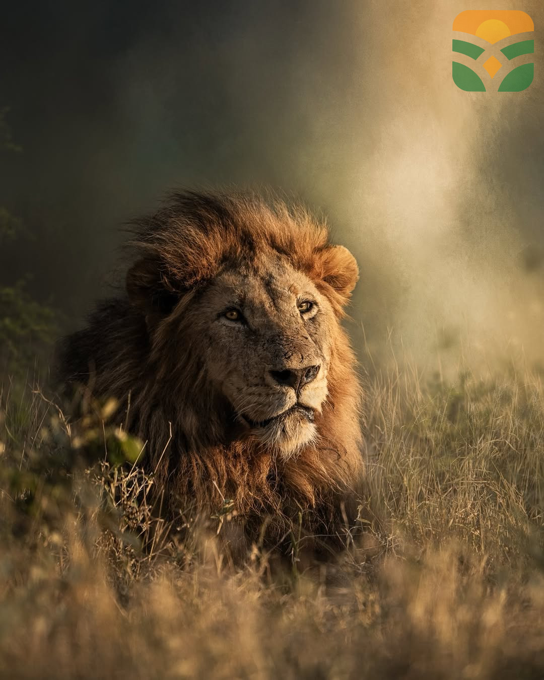 “Majestic Lion Animal Figure”