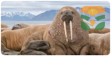 WALRUS BRAND NAME