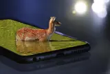Compact Phone, Brussels - thumbnail 1