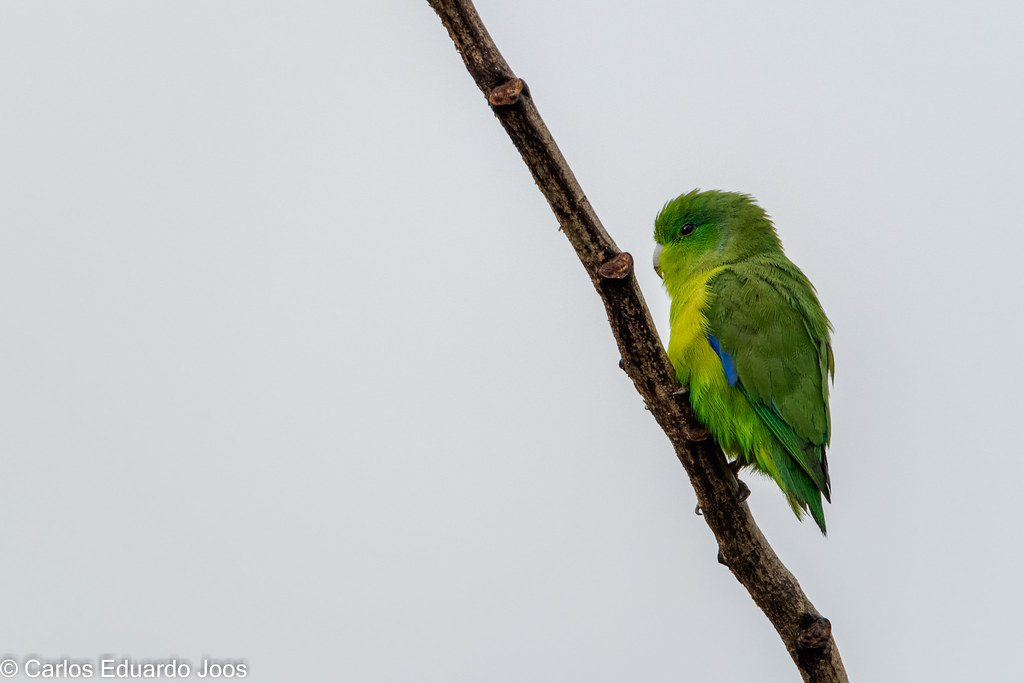 Pet parrot listing, New York - photo 1