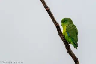 Pet parrot listing, New York