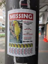 Budgie pair listing, Miami - thumbnail 1