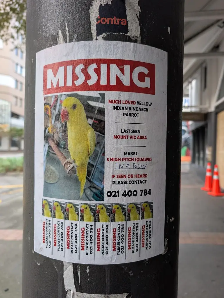 Budgie pair listing