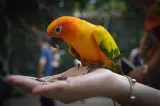 Budgie pair listing, Berlin - thumbnail 3