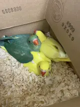 Budgie pair listing, Berlin - thumbnail 4