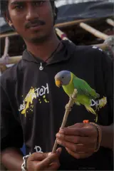 Budgie pair listing, Berlin - thumbnail 5