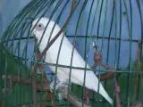 Pet parrot listing, Chicago - thumbnail 4