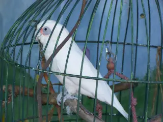 Budgie pair listing, Sydney