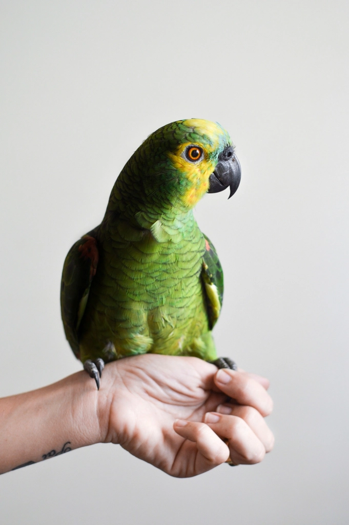 Shanghai Pet parrot listing - photo 4