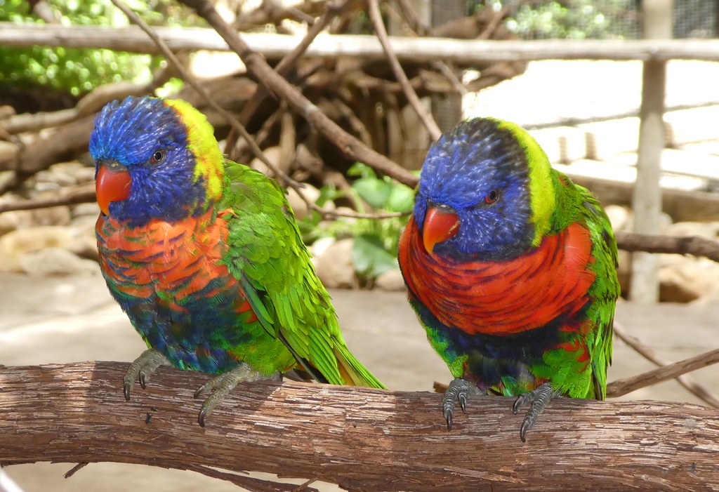 Pet parrot listing, Amsterdam - photo 2