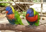 Pet parrot listing, Amsterdam - thumbnail 2