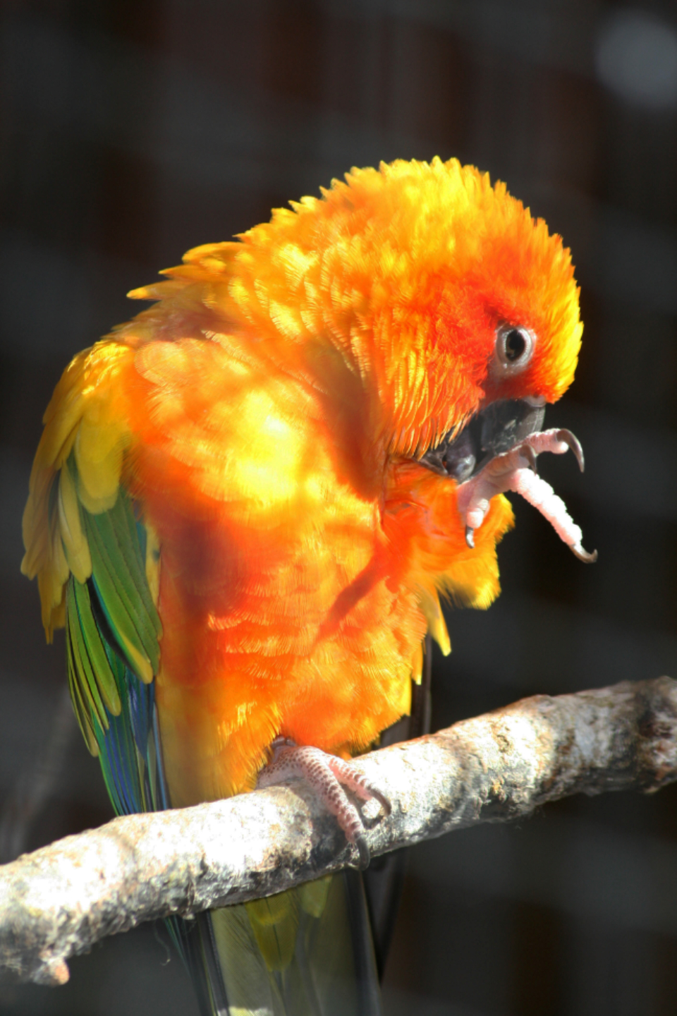 Pet parrot listing, Amsterdam - photo 3