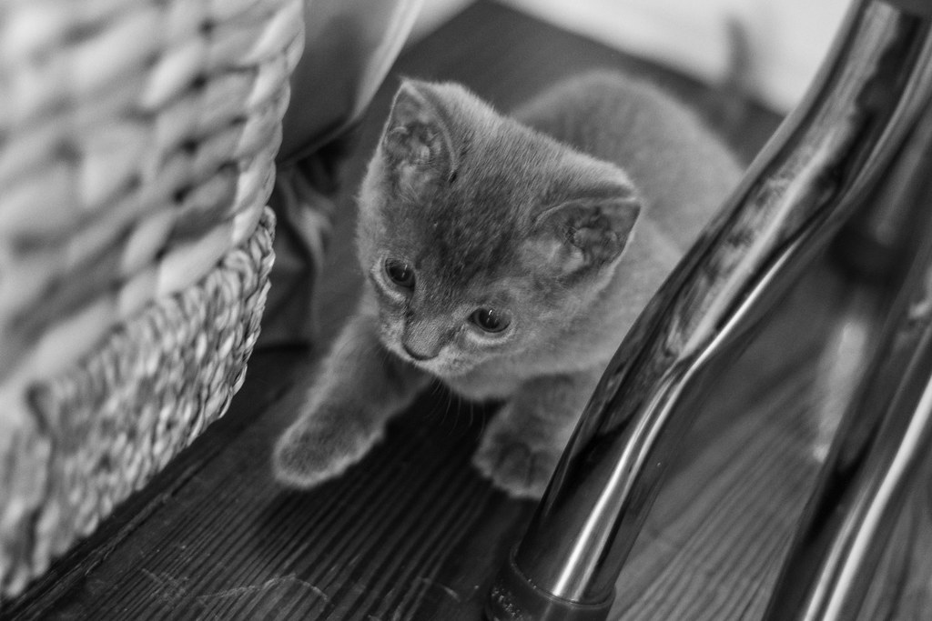 Family cat listing, Toronto - photo 1