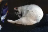 Family cat listing, Toronto - thumbnail 2