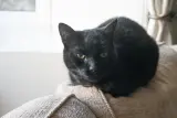 Family cat listing, Toronto - thumbnail 3