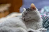 Indoor cat listing, Melbourne - thumbnail 1