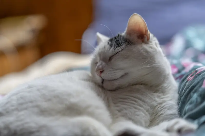 Indoor cat listing