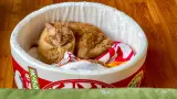 Indoor cat listing, Melbourne - thumbnail 3