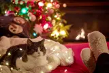 Family cat listing, Mumbai - thumbnail 1