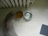 Family cat listing, Mumbai - thumbnail 2