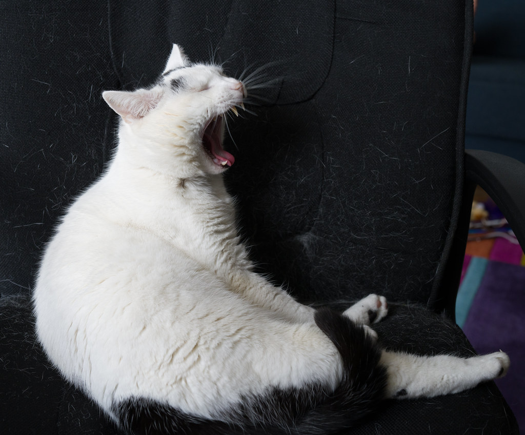 Family cat listing, Mumbai - photo 3