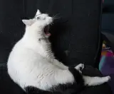 Family cat listing, Mumbai - thumbnail 3