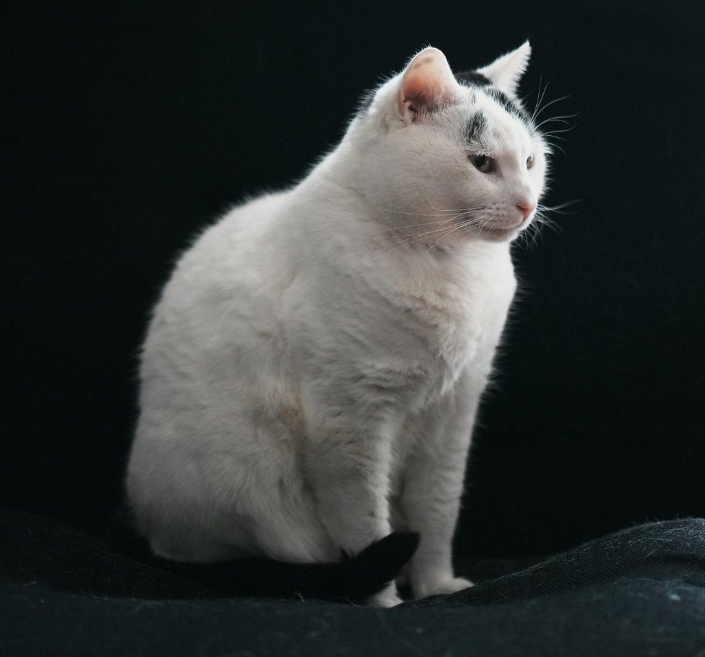 Family cat listing, Mumbai - photo 4