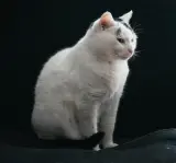 Family cat listing, Mumbai - thumbnail 4
