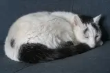 Family cat listing, Athens - thumbnail 1