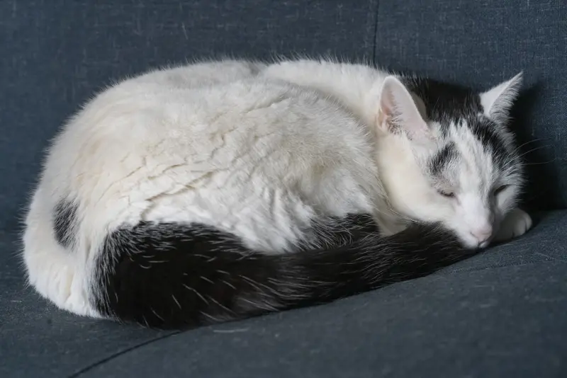 Family cat listing