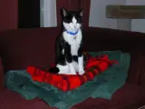 Family cat listing, Athens - thumbnail 2