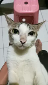 Family cat listing, Athens - thumbnail 3