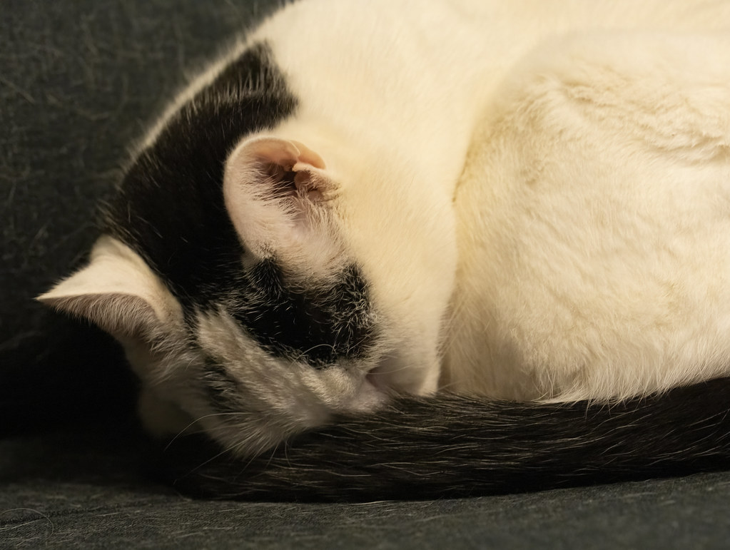 Indoor cat listing, New York - photo 1