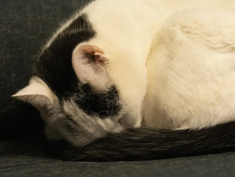 Indoor cat listing