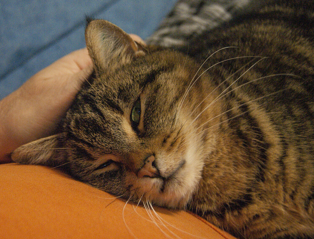 Indoor cat listing, New York - photo 2