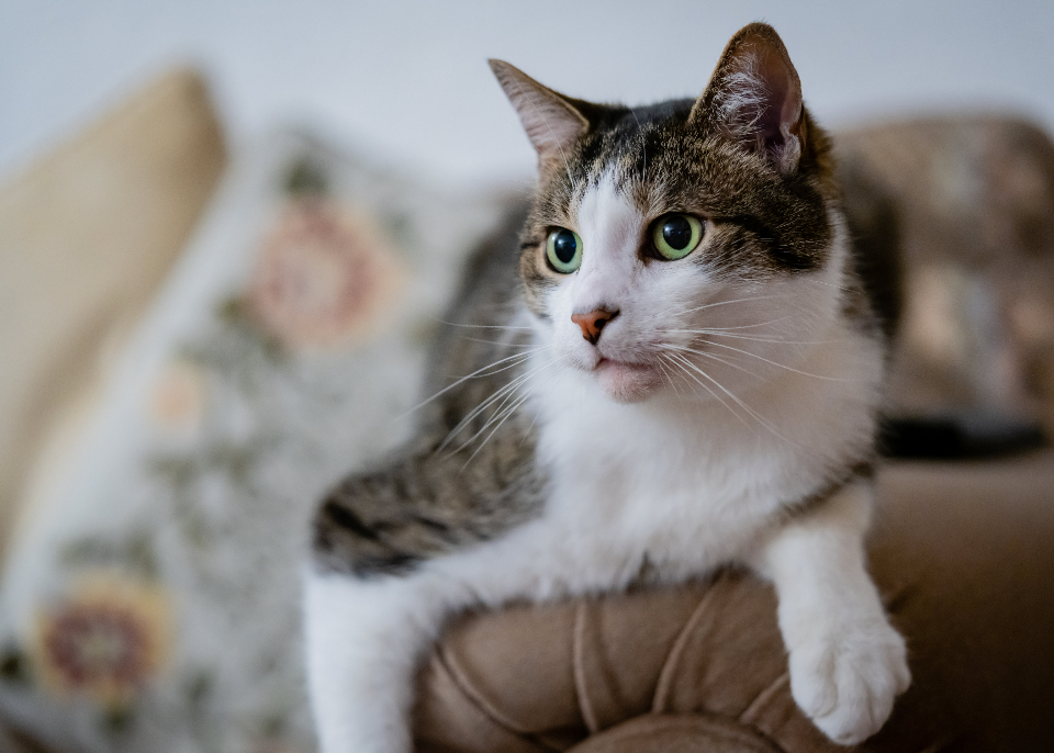 Indoor cat listing, New York - photo 3