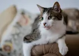 Indoor cat listing, New York - thumbnail 3