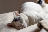 Family cat listing, Miami - thumbnail 1