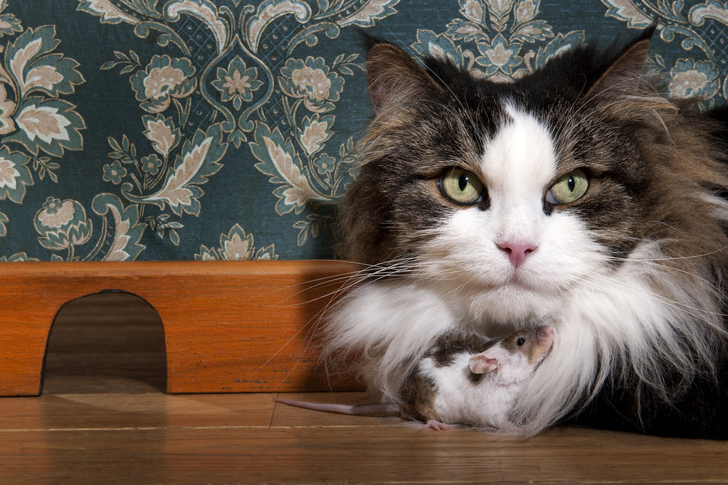 Family cat listing, Miami - photo 2