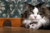Family cat listing, Miami - thumbnail 2