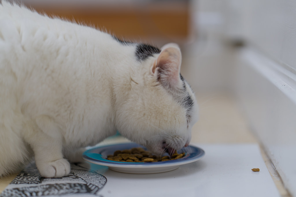 Family cat listing, Miami - photo 3