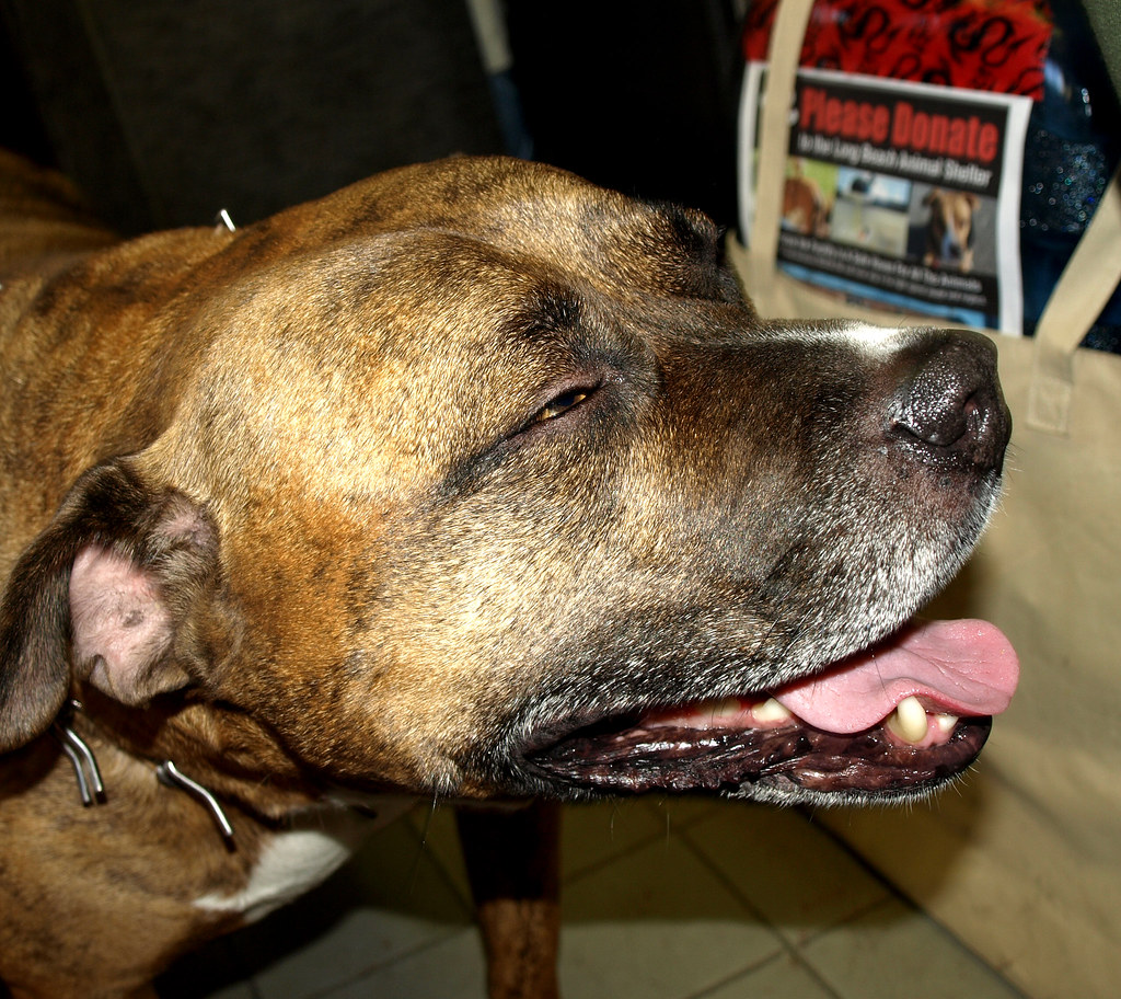 Hong Kong Outdoor dog listing - photo 2