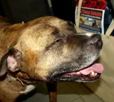 Hong Kong Outdoor dog listing - thumbnail 2