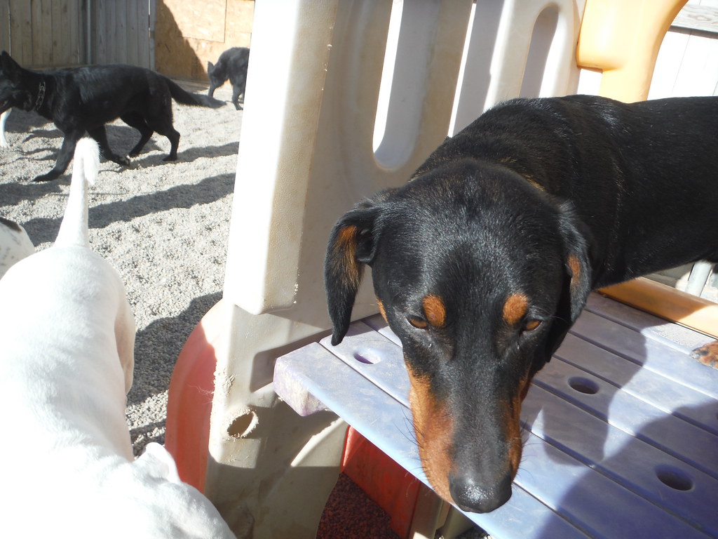 Family dog listing, São Paulo - photo 3