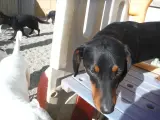 Family dog listing, São Paulo - thumbnail 3