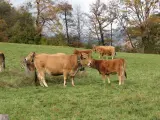Rural acreage, Jakarta - thumbnail 1